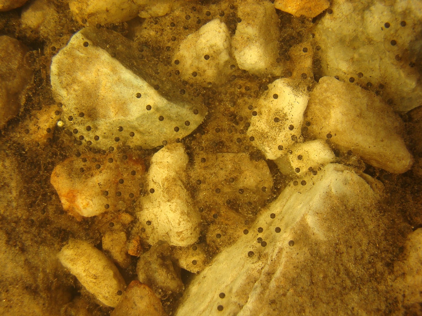 Proceratophrys cururu Eterovick & Sazima, 1998 (3)