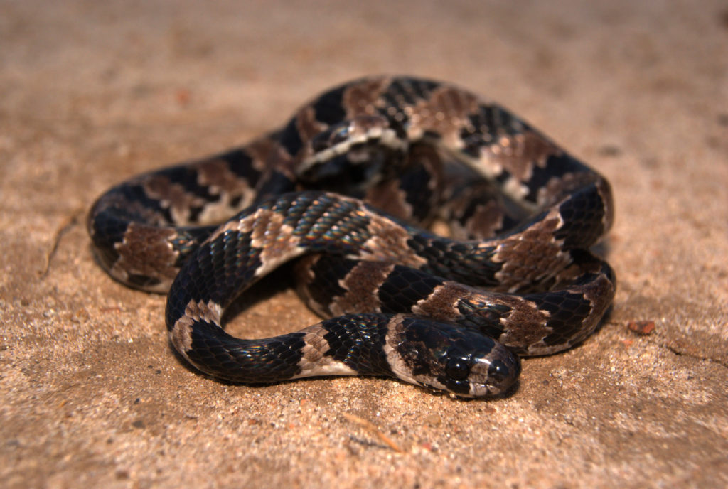 Cobra ou serpente? Qual o nome correto: cobra ou serpente? - Escola Kids