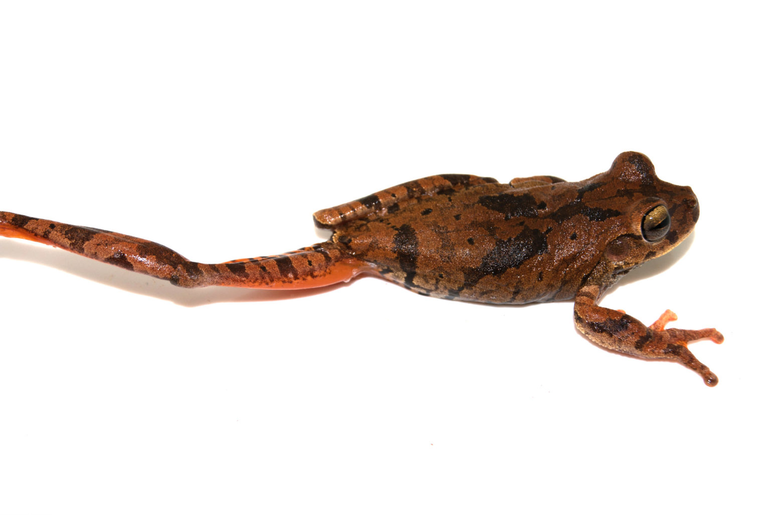 Boana crepitans Herpeto